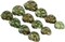 Hermit Crab Shells .75"-1.5" Turbo Shell 12 Pack Green Stenuous Shells
